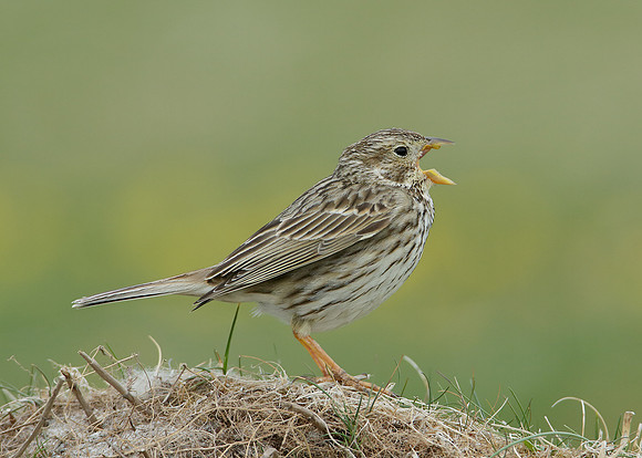 Corn Bunting Miliaria calandra