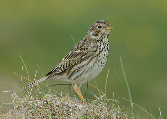 Corn Bunting Miliaria calandra