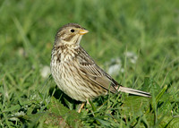 Corn Bunting Miliaria calandra