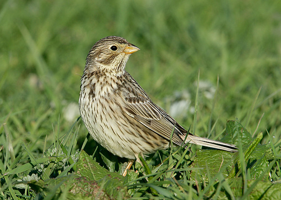 Corn Bunting Miliaria calandra