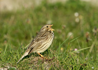 Corn Bunting Miliaria calandra