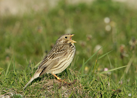 Corn Bunting Miliaria calandra