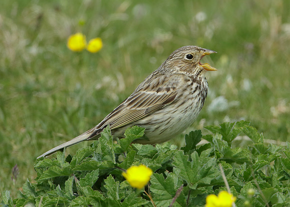 Corn Bunting Miliaria calandra