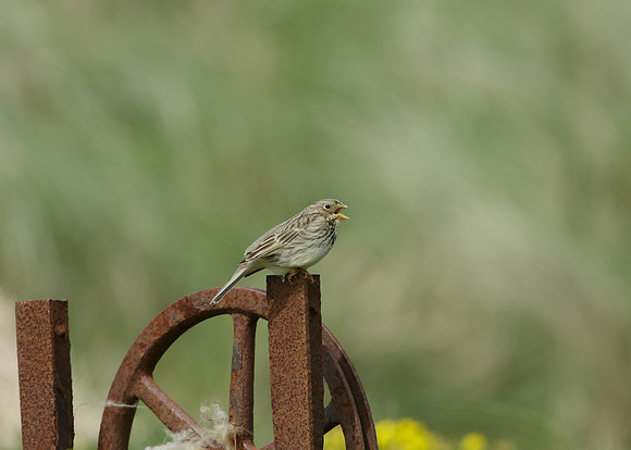 Corn Bunting Miliaria calandra