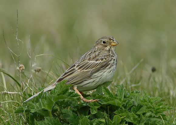 Corn Bunting Miliaria calandra