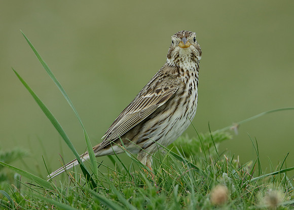 Corn Bunting Miliaria calandra