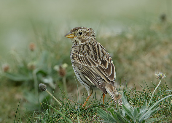 Corn Bunting Miliaria calandra