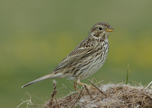 Corn Bunting Miliaria calandra