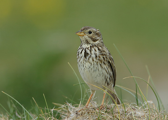 Corn Bunting Miliaria calandra