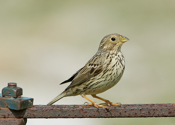 Corn Bunting Miliaria calandra