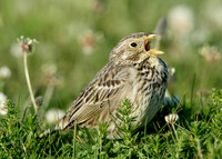 Corn Bunting Miliaria calandra