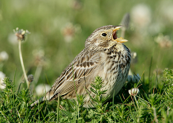Corn Bunting Miliaria calandra
