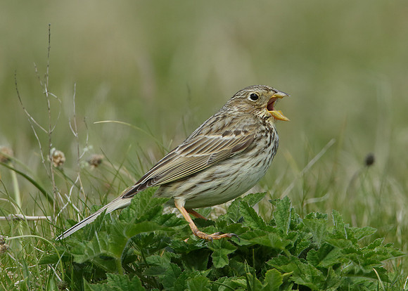 Corn Bunting Miliaria calandra