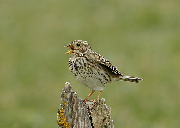 Corn Bunting Miliaria calandra