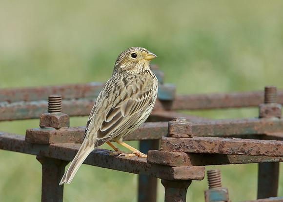 Corn Bunting Miliaria calandra