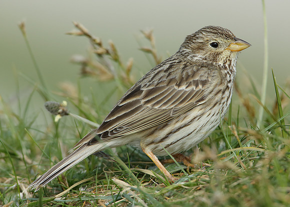 Corn Bunting Miliaria calandra
