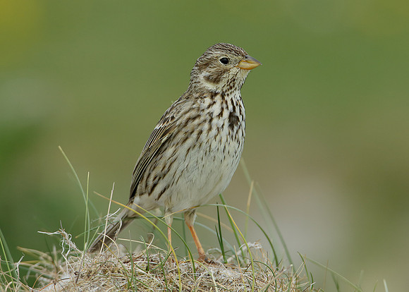 Corn Bunting Miliaria calandra