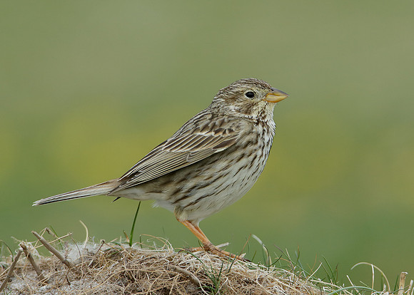Corn Bunting Miliaria calandra