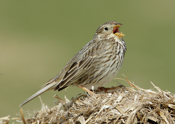 Corn Bunting Miliaria calandra