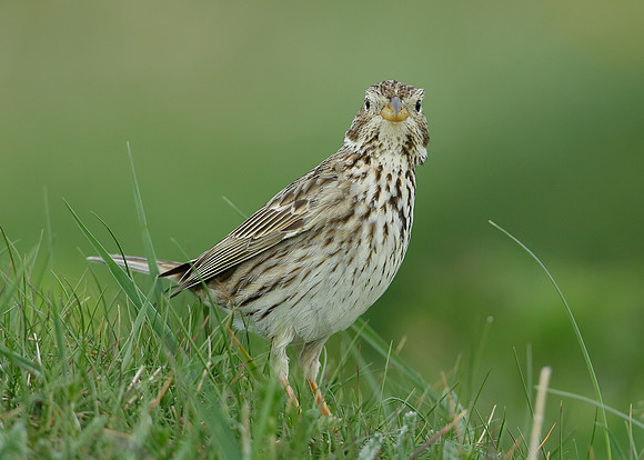 Corn Bunting Miliaria calandra