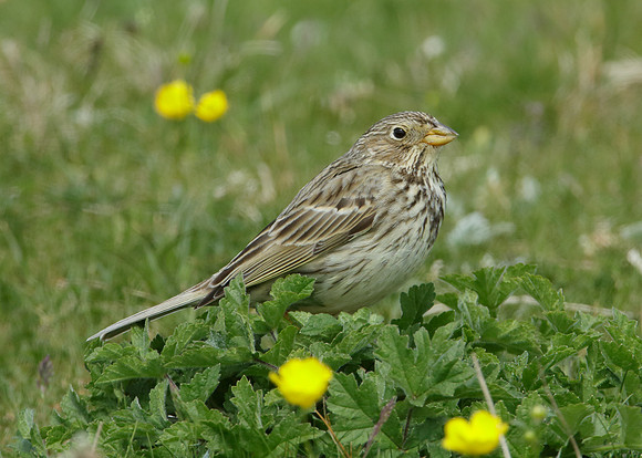 Corn Bunting Miliaria calandra