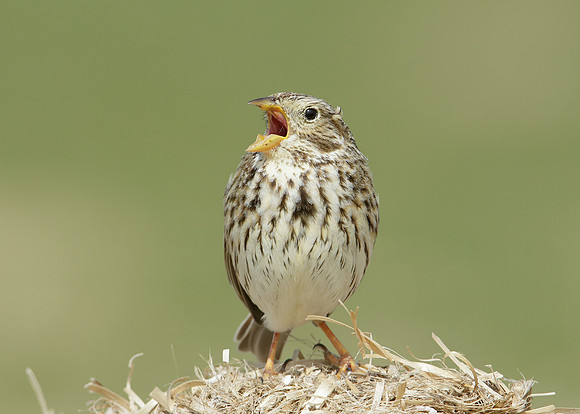Corn Bunting Miliaria calandra