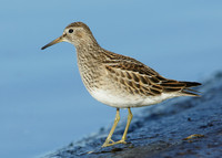 Pectoral Sandpiper Calidris melanotos