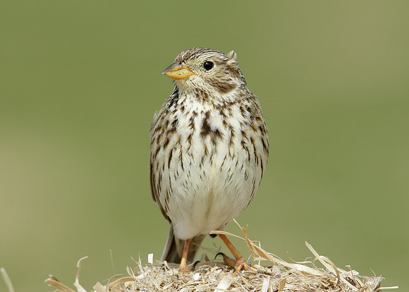 Corn Bunting Miliaria calandra