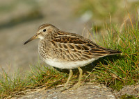 Pectoral Sandpiper Calidris melanotos