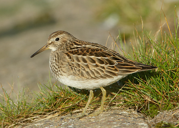 Pectoral Sandpiper Calidris melanotos
