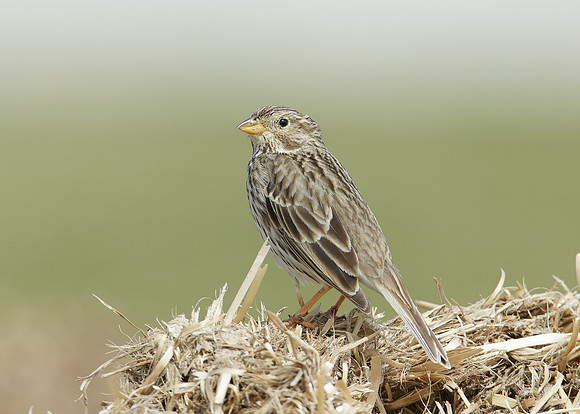Corn Bunting Miliaria calandra