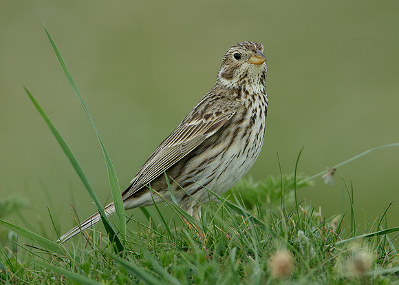 Corn Bunting Miliaria calandra
