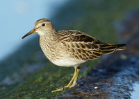 Pectoral Sandpiper Calidris melanotos