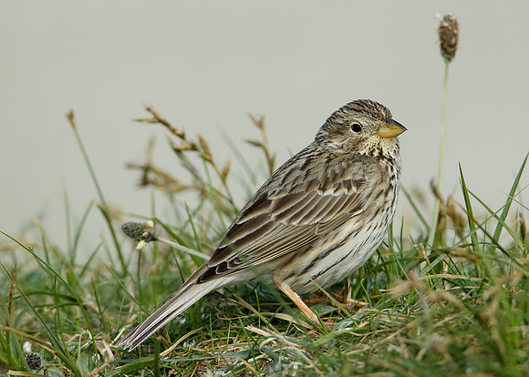 Corn Bunting Miliaria calandra