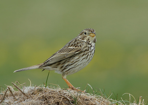 Corn Bunting Miliaria calandra