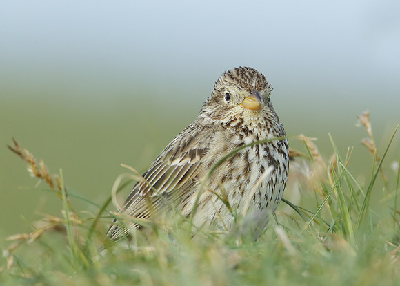 Corn Bunting Miliaria calandra