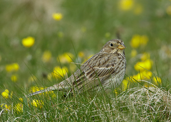 Corn Bunting Miliaria calandra