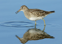 Pectoral Sandpiper Calidris melanotos