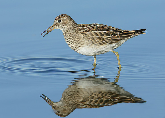 Pectoral Sandpiper Calidris melanotos