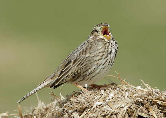 Corn Bunting Miliaria calandra
