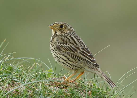 Corn Bunting Miliaria calandra