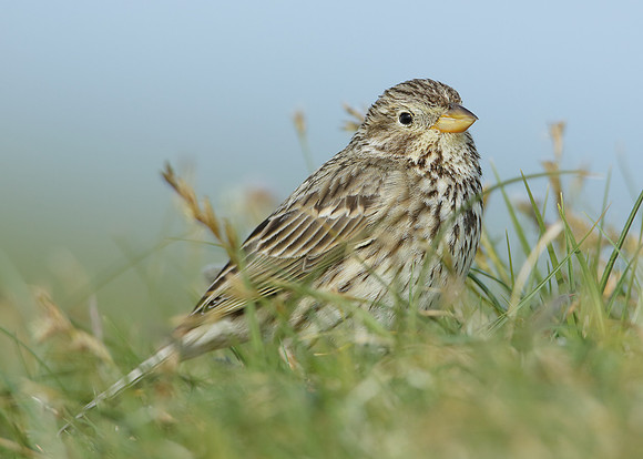 Corn Bunting Miliaria calandra