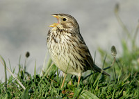 Corn Bunting Miliaria calandra