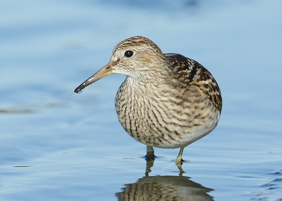 Pectoral Sandpiper Calidris melanotos