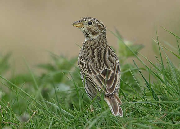 Corn Bunting Miliaria calandra