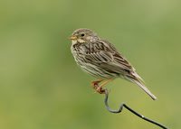 Corn Bunting Miliaria calandra