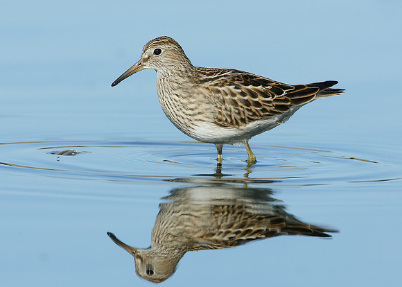 Pectoral Sandpiper Calidris melanotos