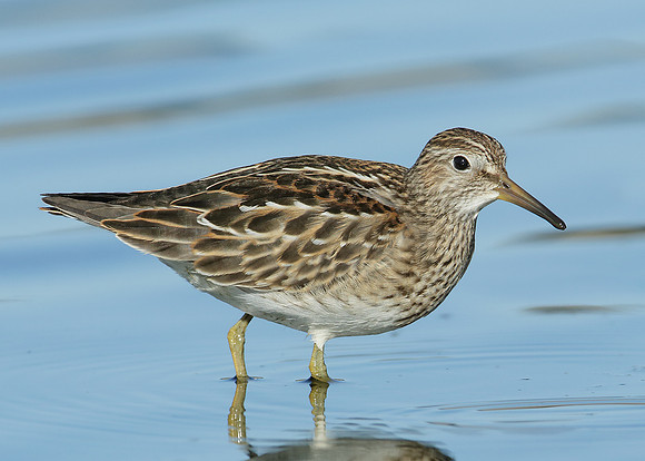 Pectoral Sandpiper Calidris melanotos