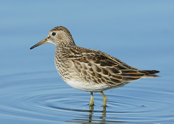 Pectoral Sandpiper Calidris melanotos