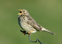 Corn Bunting Miliaria calandra